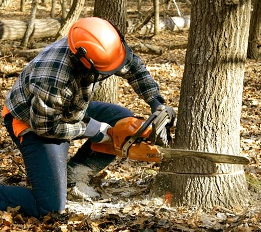 Tree Removal in Dime Box, TX